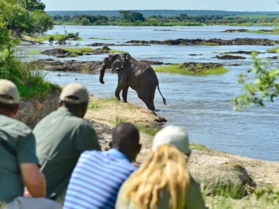 Walking_Safaris_Elephant